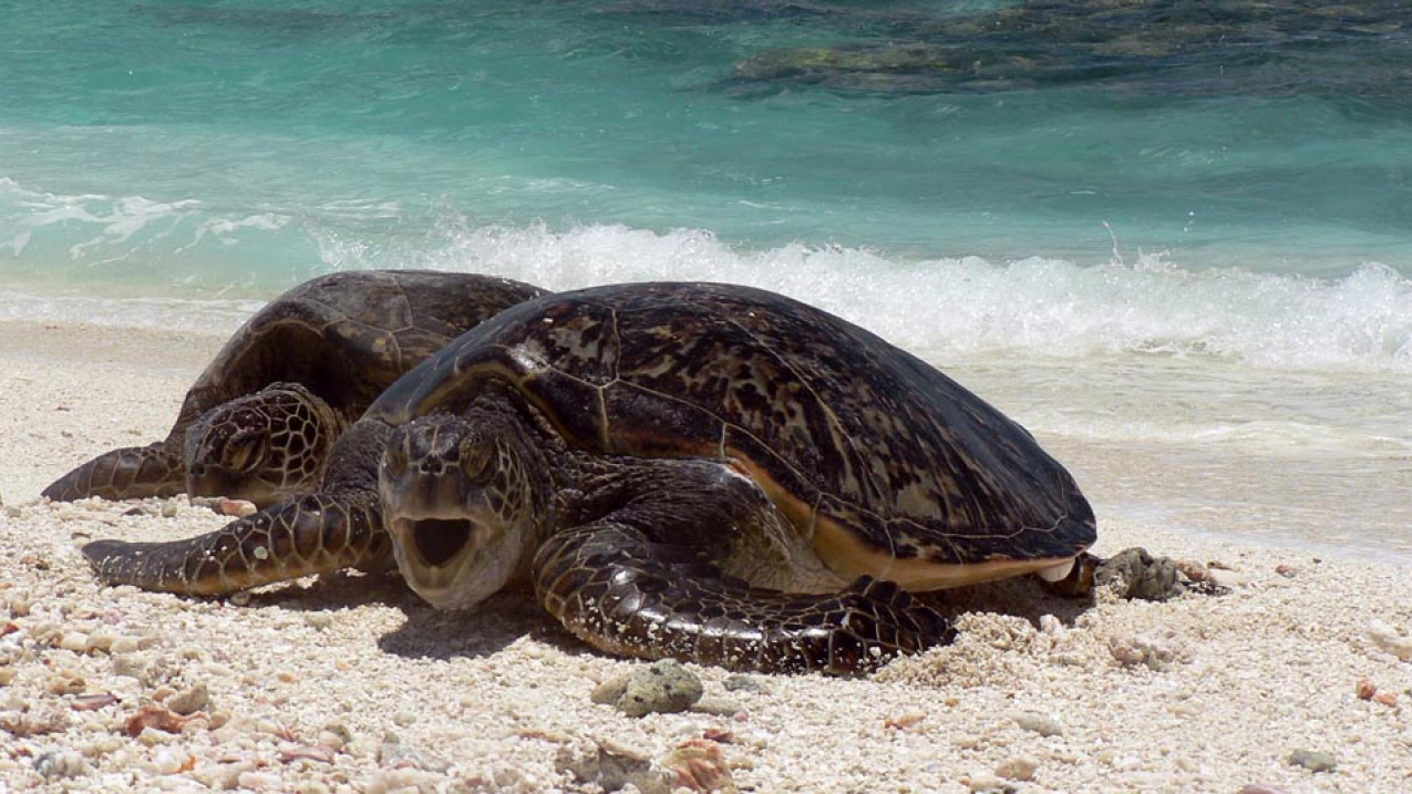 Conservation efforts for Florida, Pacific coast green sea turtles
